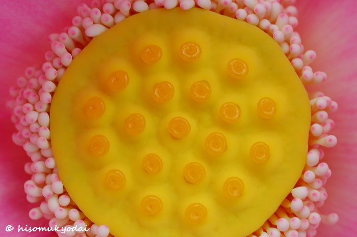 集合体恐怖症 トライポフォビア イチゴの画像で具合悪くなる人いる 蓮コラ 四国の片隅に潜む姉弟