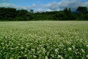 蜜夜婚 付喪神の嫁御寮 途中まで読んだので少々ネタバレ感想 白銀にハマる 四国の片隅に潜む姉弟